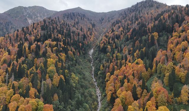 Rize'de Ayder Yaylası'nda sonbahar renkleri hakim oldu