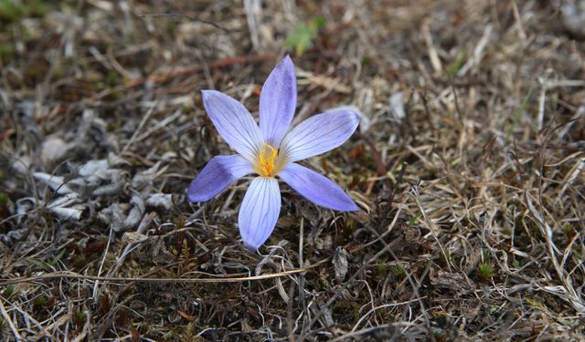 Yayladan dönüşün habercisi 'vargit' çiçekleri Ilgaz Dağı'nı süsledi
