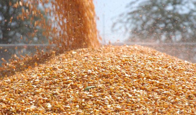 Arpa ve mısır ithalatında tarife kontenjanları 1 milyon tona yükseltildi