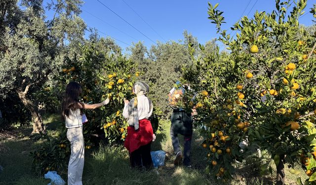 Hatay'da üniversite öğrencileri mandalina hasadına katıldı