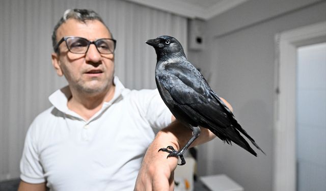Sahiplendiği karga 'Kömür' en yakın dostu oldu