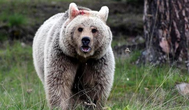 Japonya'da alışveriş merkezine ayı girdi