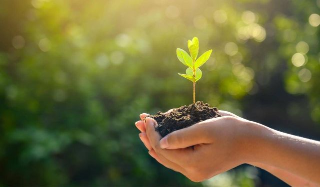 Milli Ağaçlandırma Günü'nde çifte rekor