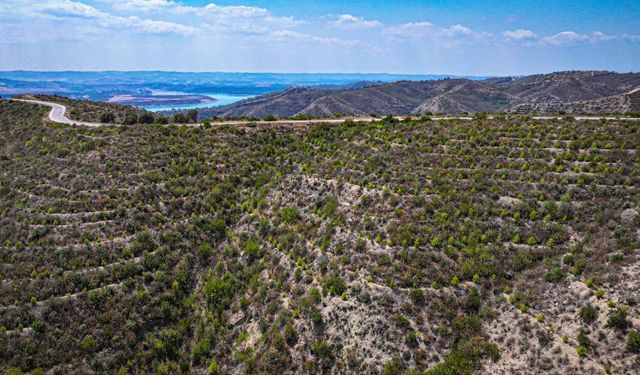 Ormanlar küllerinden doğuyor, yanan alanlar yeniden yeşeriyor