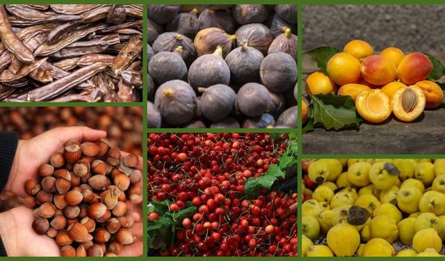 Türkiye tarımda 7 üründe dünya lideri oldu