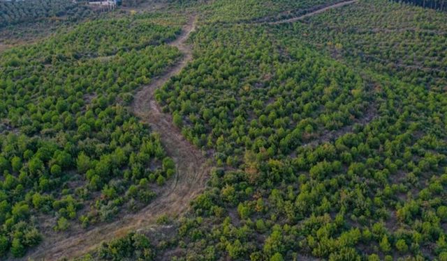 Bursa'da yanan ormanlık alanlar yeniden yeşeriyor