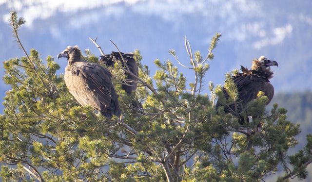 Akbabaların izi Bolu'daki istasyonda sürülüyor