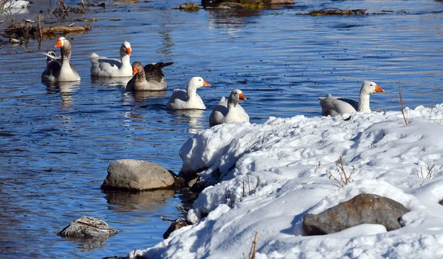 Kars'ta kazlar buz tutmayan derelerde yüzdü