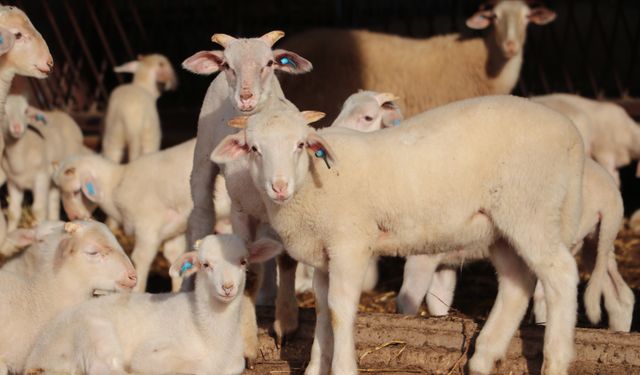 Trakya'da damızlık küçükbaş hayvanlar bilimsel verilerle tespit edilecek