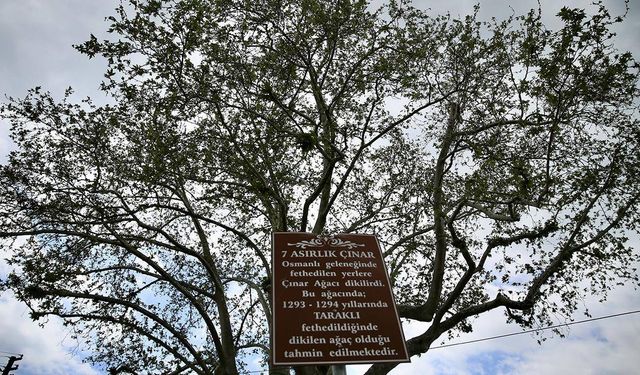 Türkiye'de 10 bin 503 anıt ağaç koruma altında
