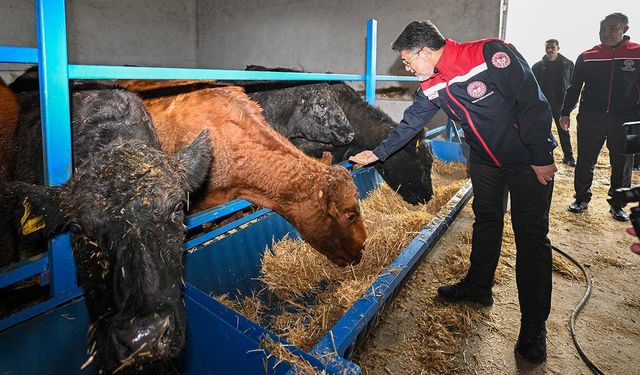 Kırmızı et üretimini artıracak proje meyvelerini vermeye başladı