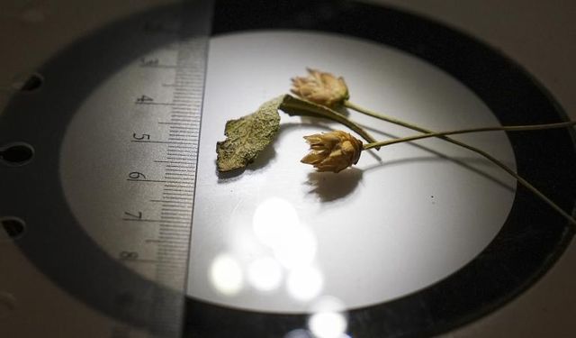 Denizli'de yeni bitki türü keşfedildi