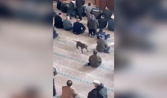 Camide başıboş pitbull skandalı!