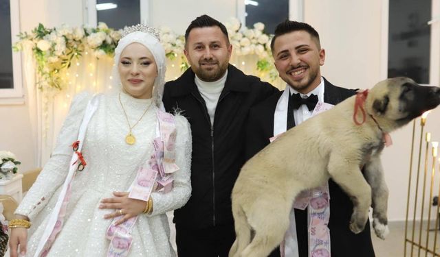 Denizli’de düğünde gelin ve damada takı yerine çoban köpeği hediye edildi