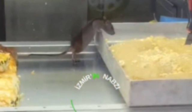 Bu kadarına da pes! Börek tezgahında fare
