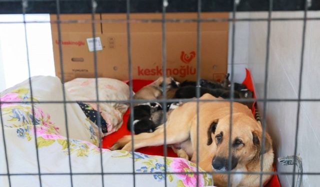 Sahiplendiği iki köpeği sokağa atan şahsa emsal niteliğinde ceza