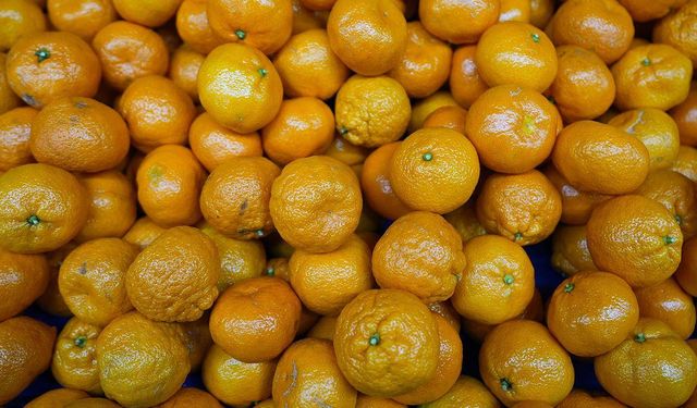 Mandalinada tarihi ihracat rekoru