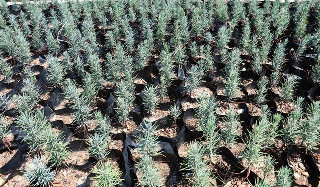 Gabar petrol sahasına yeşil dokunuş