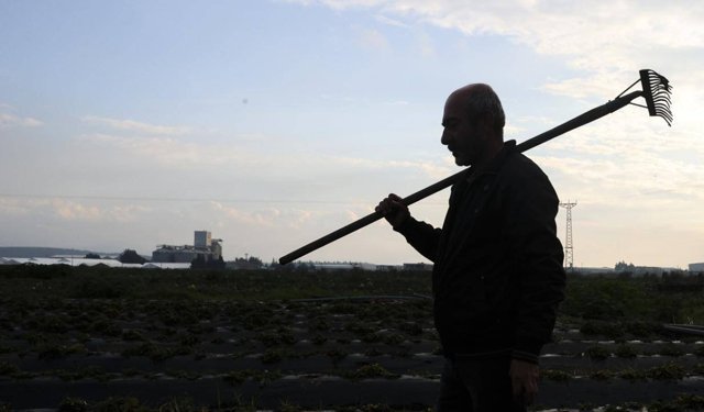 Tarım işçilerinin günlük ücreti arttı