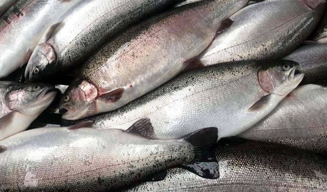 Doğu Karadeniz'in Türk somonu ihracatı 164 milyon doları aştı