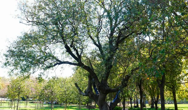 İstanbul'un anıt ağaçları yüzyılların hafızasını ayakta tutuyor