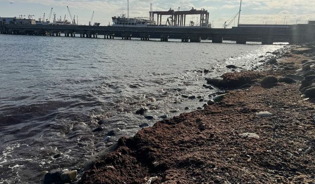 Tekirdağ'da lodos nedeniyle sahilde kırmızı yosun birikti
