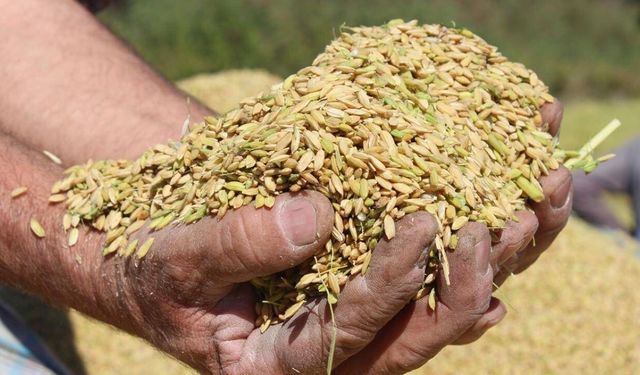 TMO, çeltik alım fiyatlarını belirledi