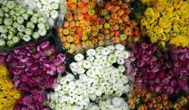 Türkiye'den 83 ülkeye 160 milyon dolarlık çiçek ihracatı