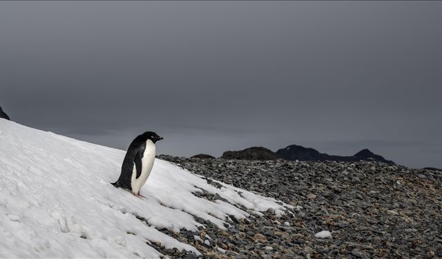 Sosyal medyada gündem olan penguen olayı nedir? Nihilist penguen neyi anlatıyor?