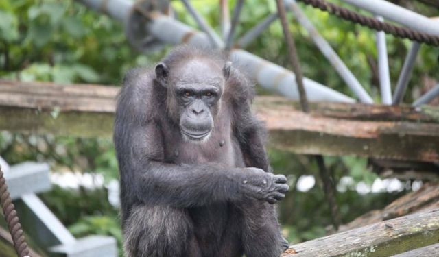 Şempanze Ai, 49 yaşında öldü