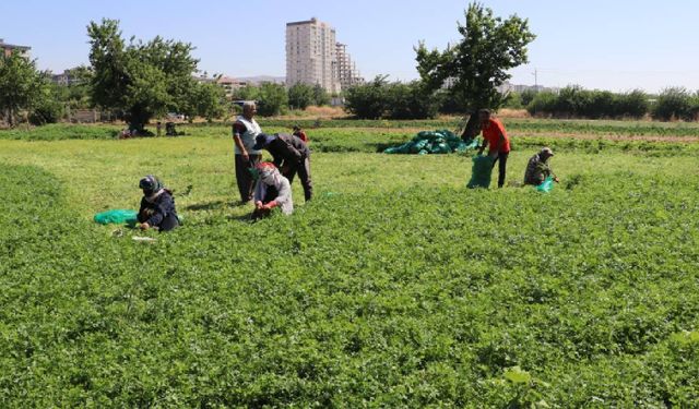 IPARD-III programında 214 projeye 1,7 milyar lira hibe