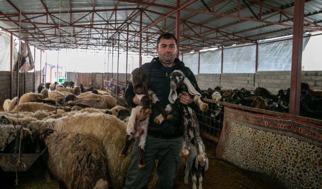 Depremde hayvanlarını kaybeden besici, devlet desteğiyle üretime devam ediyor