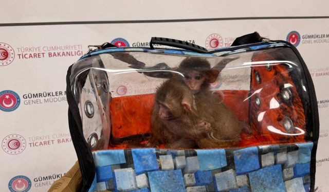 Ticaret Bakanlığı ekipleri 85 binden fazla canlı hayvan ele geçirdi