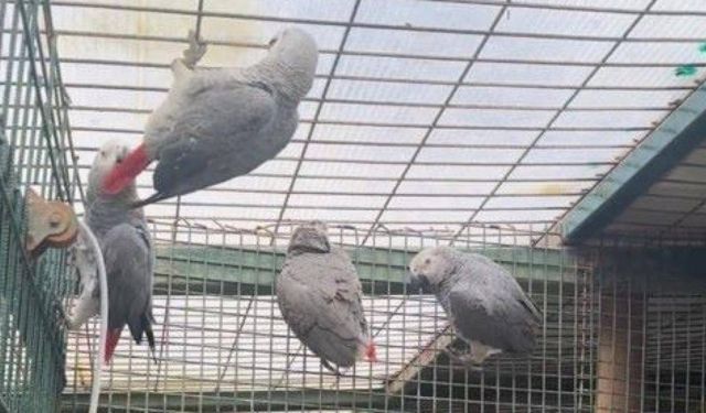 İstanbul Havalimanı'nda 20 papağan ele geçirildi