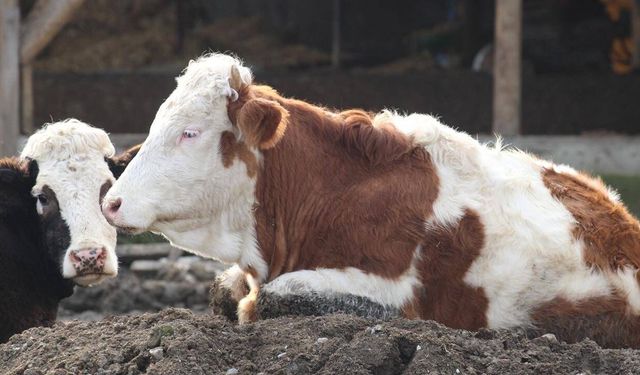 Güney Afrika'da şap salgını nedeniyle 'ulusal afet hali ilan edildi