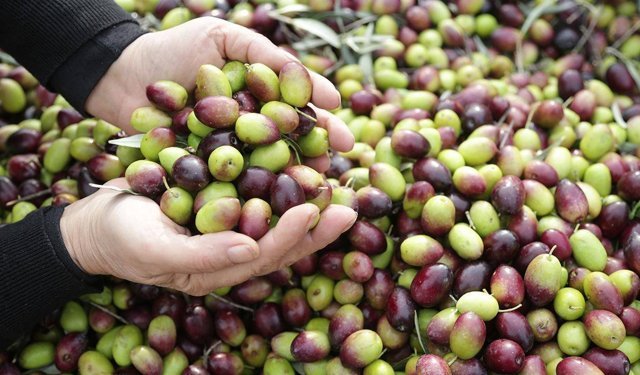 Zeytinyağı üretiminde Türkiye rüzgarı