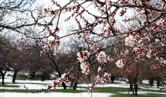 Malatya'da kar etkili oluyor