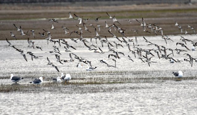 Kars'ta havanın ısınmasıyla canlanan doğa kuşlarla renklendi