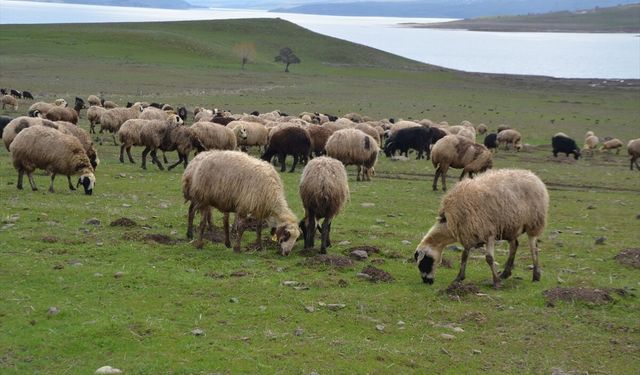 Muş'ta yeşeren meralar koyun sürüleriyle renklendi