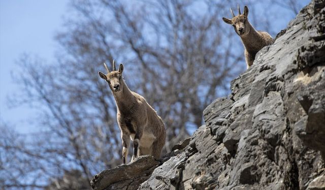 Tunceli'nin dağlarında yaban keçileri ve tilkiler yiyecek ararken görüntülendi