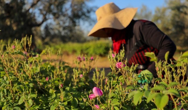 Tunus'un Kayrevan kentinde Şam gülü üreticiliği yerel ekonomiye can suyu oluyor