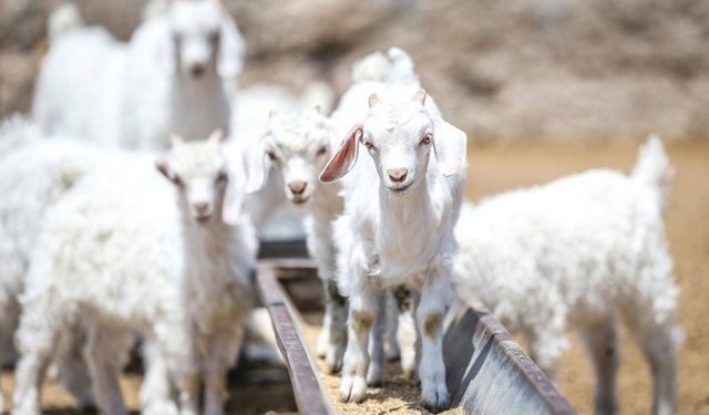 Islah projeleriyle yerli keçi ırklarında sayı artıyor