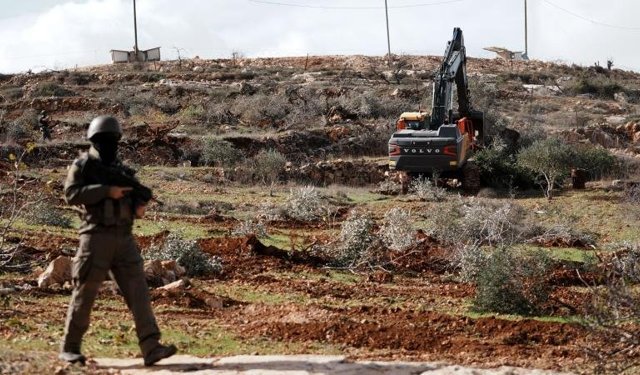 İşgalciler Batı Şeria'da 400 zeytin ağacını kesti