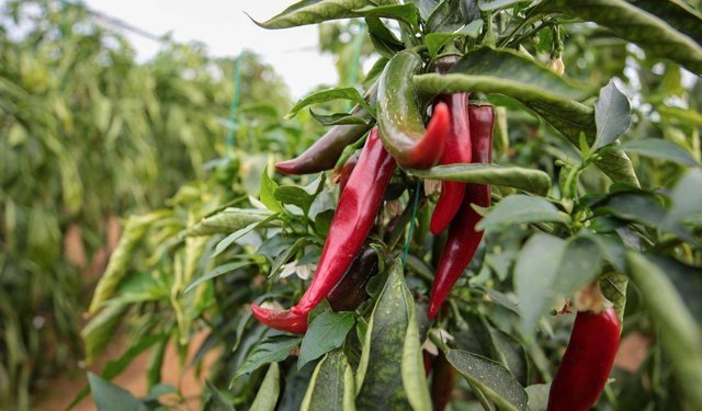 Zirai ilaçlara dijital takip: B-Reçete geliyor