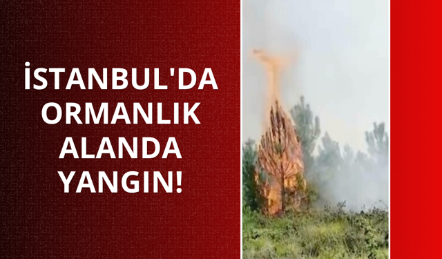 İstanbul'da ormanlık alanda yangın