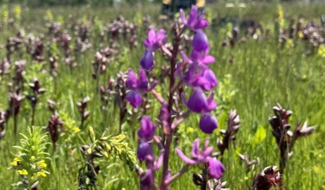 Salep orkidesi toplayan kişiye rekor ceza