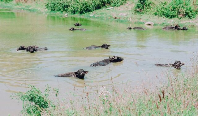İstanbul’un köylerinde mandalar ve sulak alanların yaşayan mirası kutlanacak