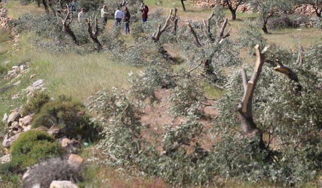 İsrail teröristleri 400 zeytin ağacını kesti