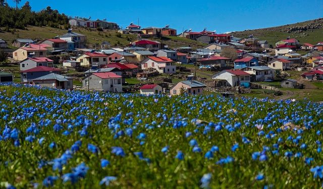 Ardahan'ın yaylaları baharla canlanmaya başladı