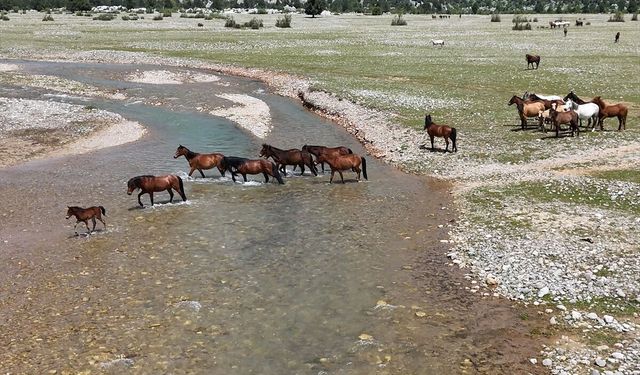 Eynif Ovası'nın yılkı atları dronla görüntülendi